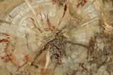 Colorful Petrified Wood (Araucaria) Round - Madagascar #325545-1